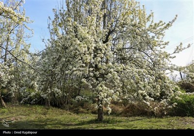  شکوفه‌های بهاری درختان گلابی 