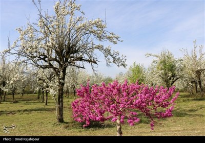  شکوفه‌های بهاری درختان گلابی 