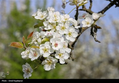  شکوفه‌های بهاری درختان گلابی 