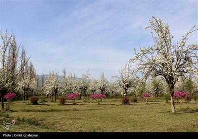  شکوفه‌های بهاری درختان گلابی 