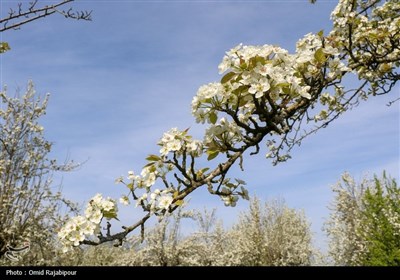  شکوفه‌های بهاری درختان گلابی 