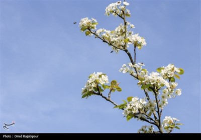  شکوفه‌های بهاری درختان گلابی 