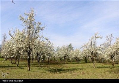  شکوفه‌های بهاری درختان گلابی 