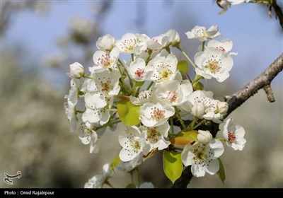  شکوفه‌های بهاری درختان گلابی 
