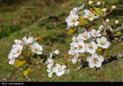 شکوفه‌های بهاری درختان گلابی 