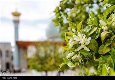 حرم شاهچراغ (ع)، غرق در عطر خوش بهار نارنج