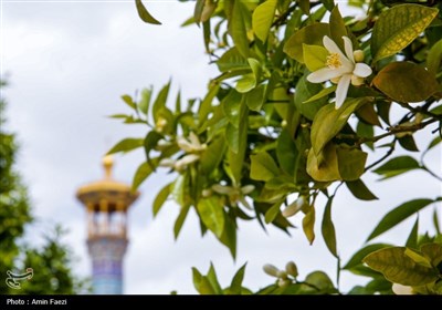 حرم شاهچراغ (ع)، غرق در عطر خوش بهار نارنج