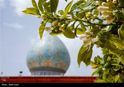 حرم شاهچراغ (ع)، غرق در عطر خوش بهار نارنج