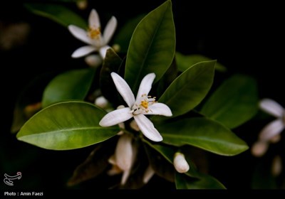 حرم شاهچراغ (ع)، غرق در عطر خوش بهار نارنج