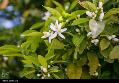 حرم شاهچراغ (ع)، غرق در عطر خوش بهار نارنج