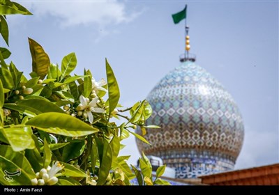 حرم شاهچراغ (ع)، غرق در عطر خوش بهار نارنج