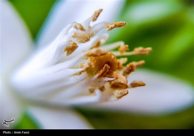 حرم شاهچراغ (ع)، غرق در عطر خوش بهار نارنج