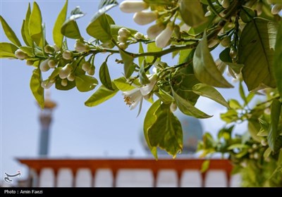 حرم شاهچراغ (ع)، غرق در عطر خوش بهار نارنج