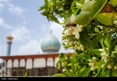 حرم شاهچراغ (ع)، غرق در عطر خوش بهار نارنج