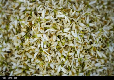 حرم شاهچراغ (ع)، غرق در عطر خوش بهار نارنج