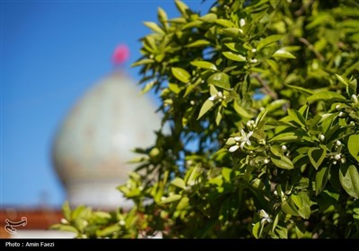 حرم شاهچراغ (ع)، غرق در عطر خوش بهار نارنج