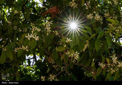 حرم شاهچراغ (ع)، غرق در عطر خوش بهار نارنج