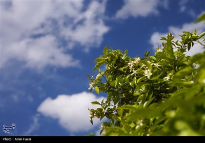 حرم شاهچراغ (ع)، غرق در عطر خوش بهار نارنج
