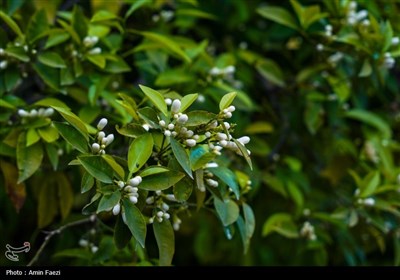 حرم شاهچراغ (ع)، غرق در عطر خوش بهار نارنج