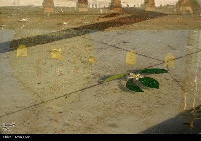 حرم شاهچراغ (ع)، غرق در عطر خوش بهار نارنج