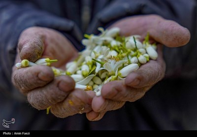 حرم شاهچراغ (ع)، غرق در عطر خوش بهار نارنج