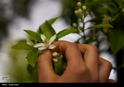 حرم شاهچراغ (ع)، غرق در عطر خوش بهار نارنج