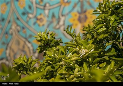 حرم شاهچراغ (ع)، غرق در عطر خوش بهار نارنج