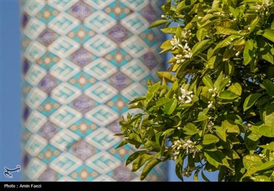 حرم شاهچراغ (ع)، غرق در عطر خوش بهار نارنج
