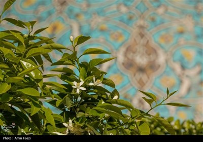 حرم شاهچراغ (ع)، غرق در عطر خوش بهار نارنج