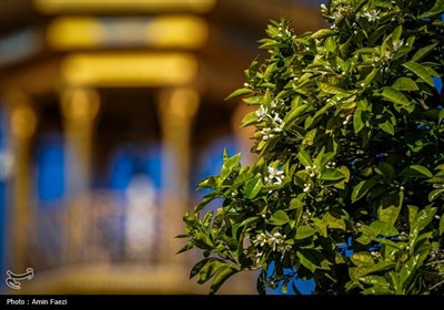 حرم شاهچراغ (ع)، غرق در عطر خوش بهار نارنج