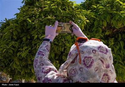 حرم شاهچراغ (ع)، غرق در عطر خوش بهار نارنج