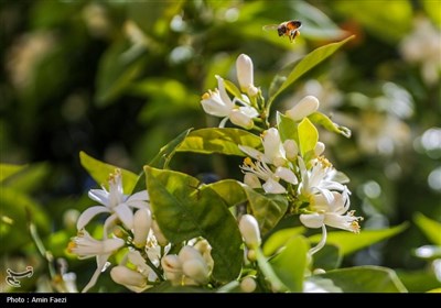 حرم شاهچراغ (ع)، غرق در عطر خوش بهار نارنج