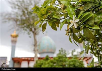 حرم شاهچراغ (ع)، غرق در عطر خوش بهار نارنج