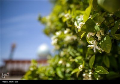 حرم شاهچراغ (ع)، غرق در عطر خوش بهار نارنج
