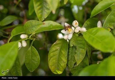 حرم شاهچراغ (ع)، غرق در عطر خوش بهار نارنج