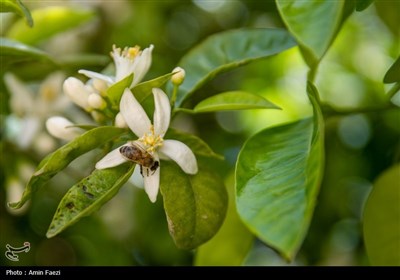 حرم شاهچراغ (ع)، غرق در عطر خوش بهار نارنج