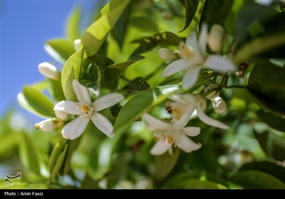 حرم شاهچراغ (ع)، غرق در عطر خوش بهار نارنج
