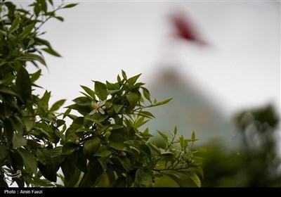 حرم شاهچراغ (ع)، غرق در عطر خوش بهار نارنج