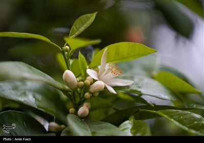 حرم شاهچراغ (ع)، غرق در عطر خوش بهار نارنج