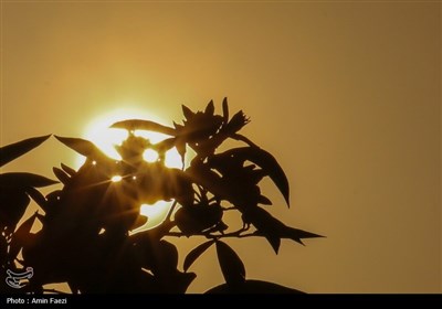 حرم شاهچراغ (ع)، غرق در عطر خوش بهار نارنج