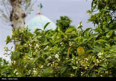 حرم شاهچراغ (ع)، غرق در عطر خوش بهار نارنج