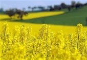 پیشبینی برداشت 600 تن کلزا در سیستان و بلوچستان