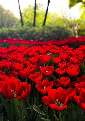 لاله ها‌ی بهاری در باغ ایرانی