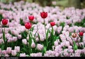 لاله ها‌ی بهاری در باغ ایرانی