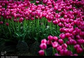 لاله ها‌ی بهاری در باغ ایرانی