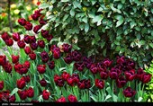 لاله ها‌ی بهاری در باغ ایرانی