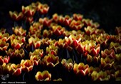 لاله ها‌ی بهاری در باغ ایرانی