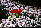 لاله ها‌ی بهاری در باغ ایرانی