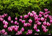 لاله ها‌ی بهاری در باغ ایرانی