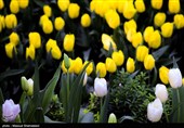 لاله ها‌ی بهاری در باغ ایرانی